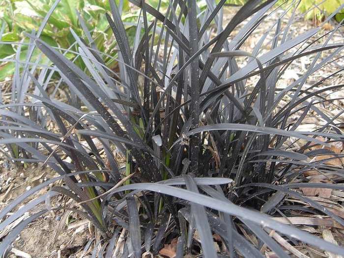 Ophiopogon planiscapus 'Nigrescens'